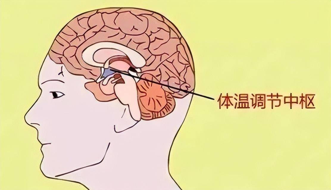 原创
            人体是恒温的，体内源源不断的热量由哪个器官产生，什么原理？9