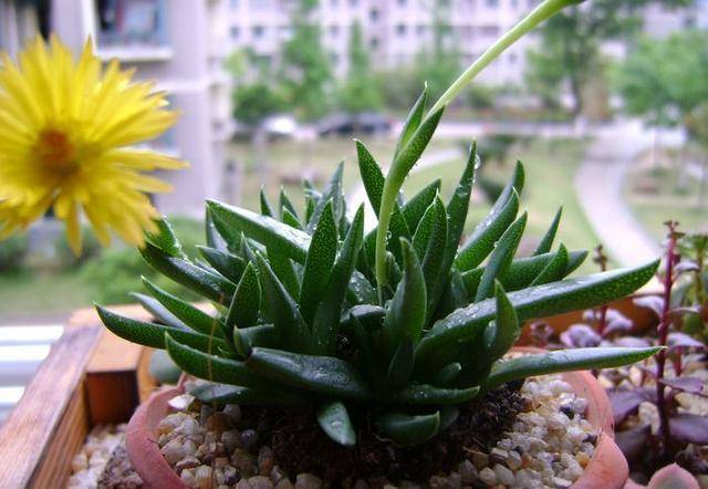 多肉黄花照波叶片碧绿清透,夏季开花黄艳艳,难怪叫仙女花_时候_情况