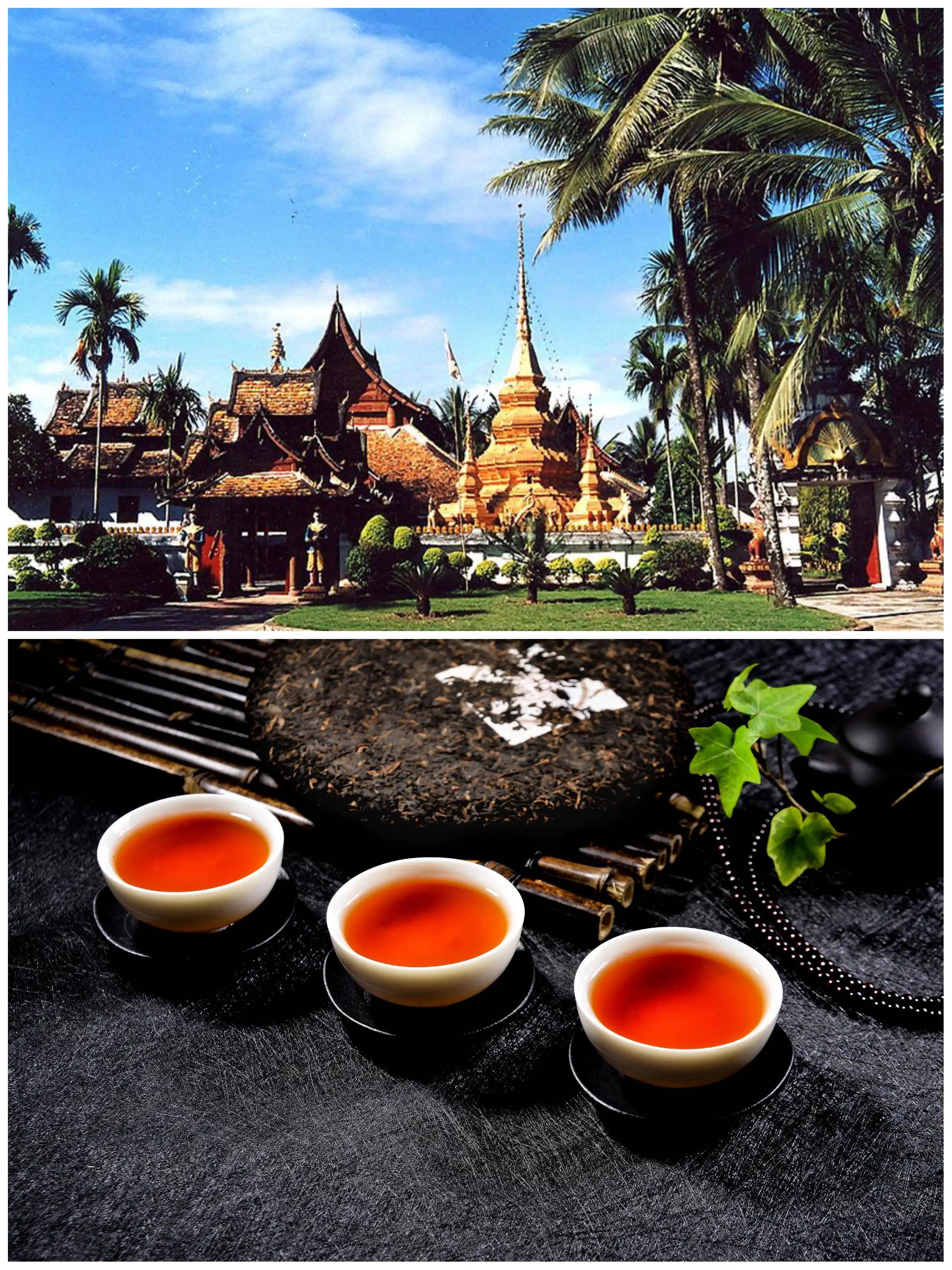 普洱茶是云南独有大叶种茶树所产的茶,是中国名茶中最讲究冲泡技巧和