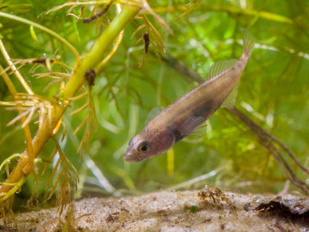 为"家"而战斗的欧洲刺鱼_雄鱼_巢穴_生活