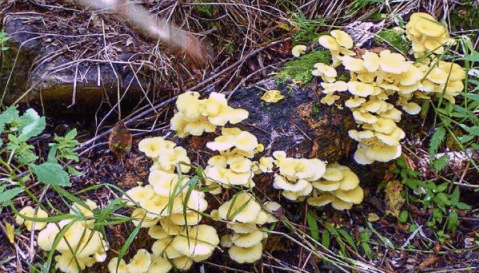 我國地大物博野生菌資源豐富,不同的地理及氣候下生長的菌子樣貌各異