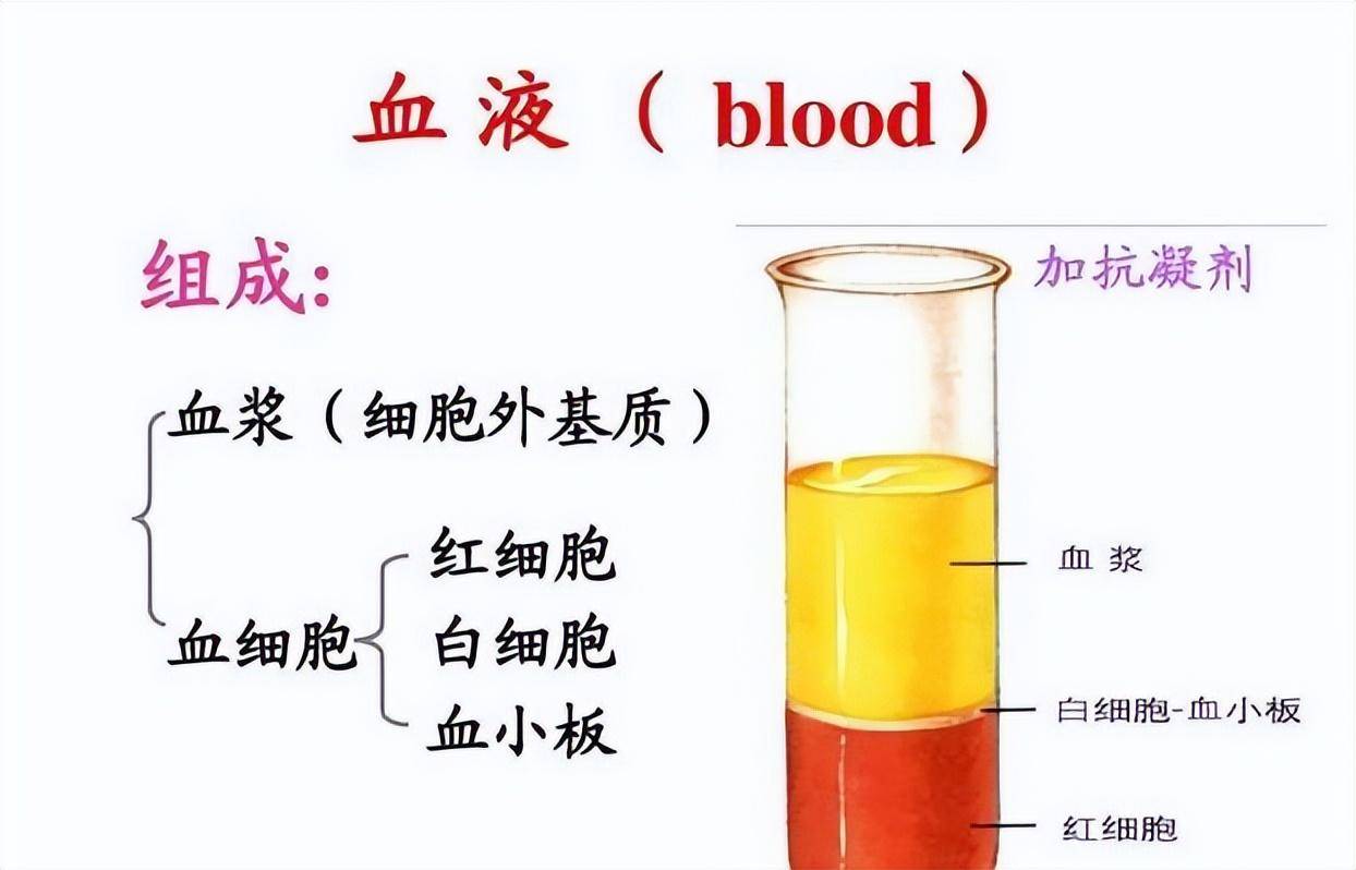 可能进化出超能力?_血型_血液_功能