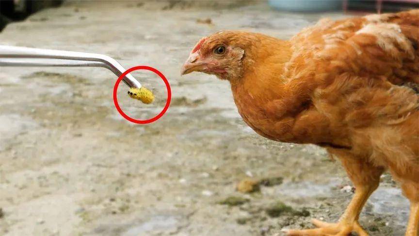 有一种叫洋辣子的昆虫,是农村孩子的"噩梦"