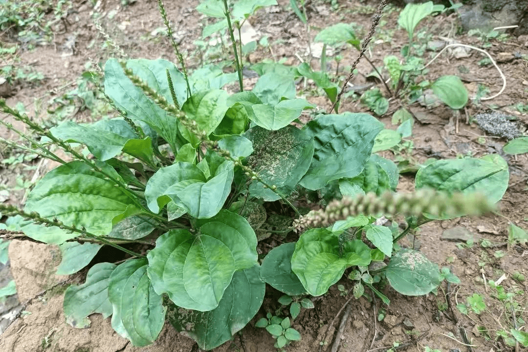 农村常见的50种药草图片