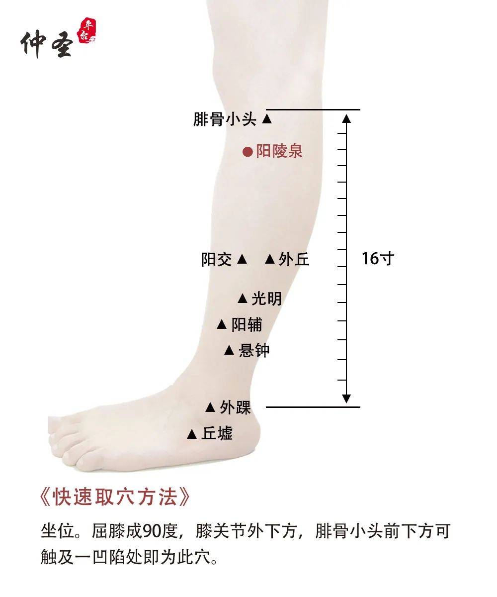 配穴:里急后重者加上巨虚,下巨虚穴;食积者加梁门穴;胃脘胀者加内关穴
