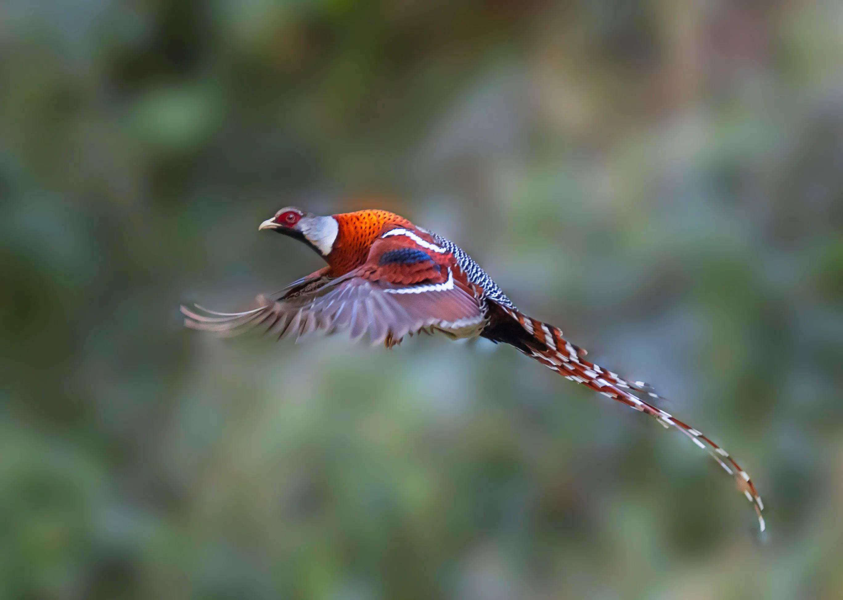 有着长长尾羽的白颈长尾雉,你喜欢吗?_活动_雌鸟_白色