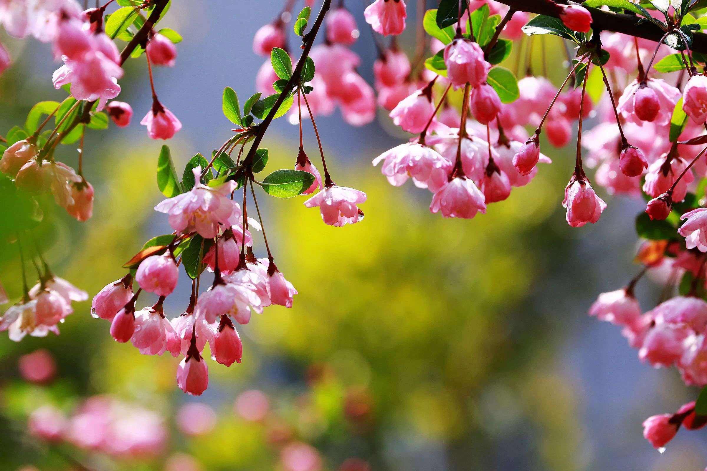 早春,遇见庭院里那一株海棠花_桃花_枝头_笔下