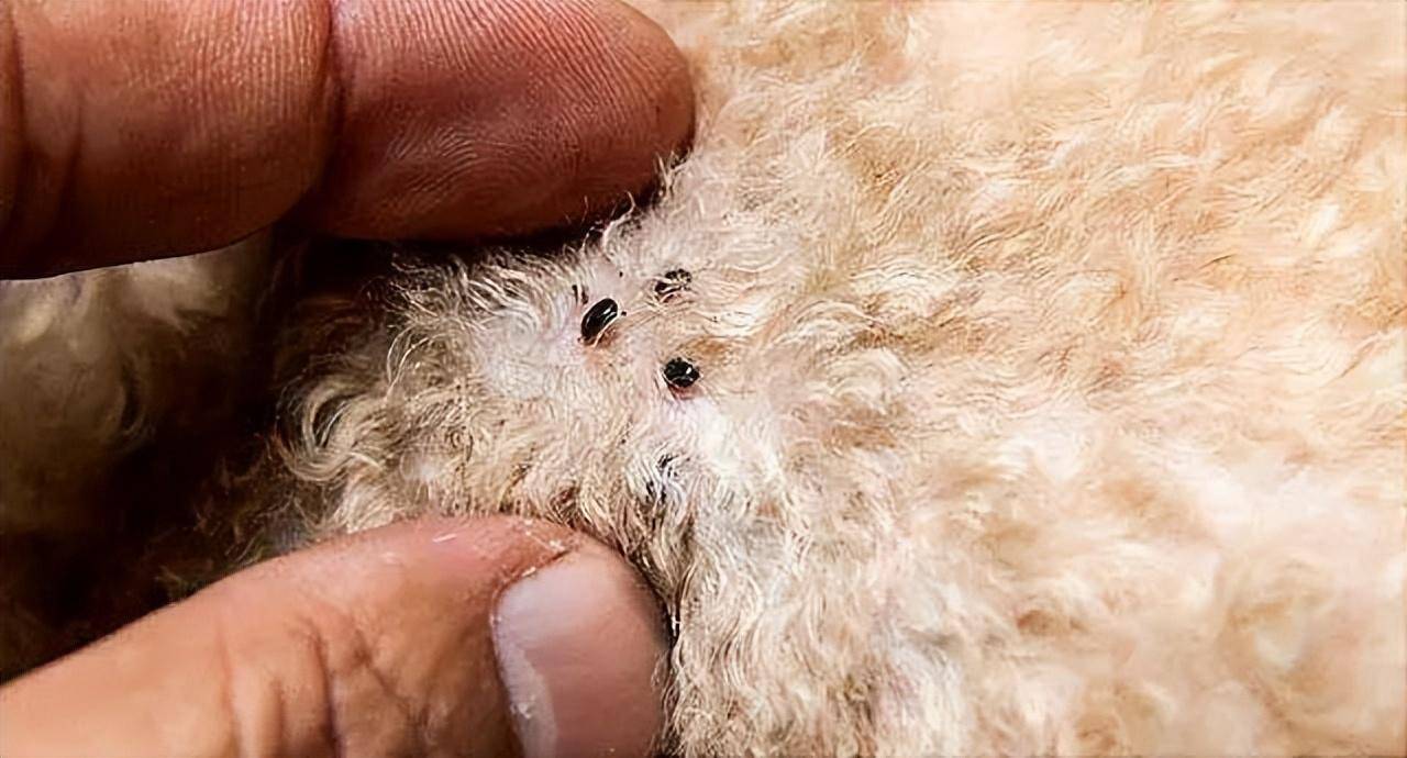 跳蚤知识,这里全都有_节肢动物_鼠疫_人类