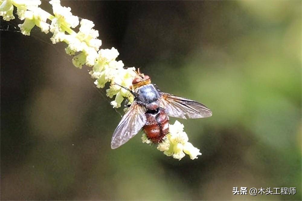 观赏昆虫野外识别图诀:松毛虫华丽寄蝇