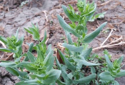 长在麦田无人识,种子却有妙用,人称"王不留行",别忽视_麦蓝菜_野菜