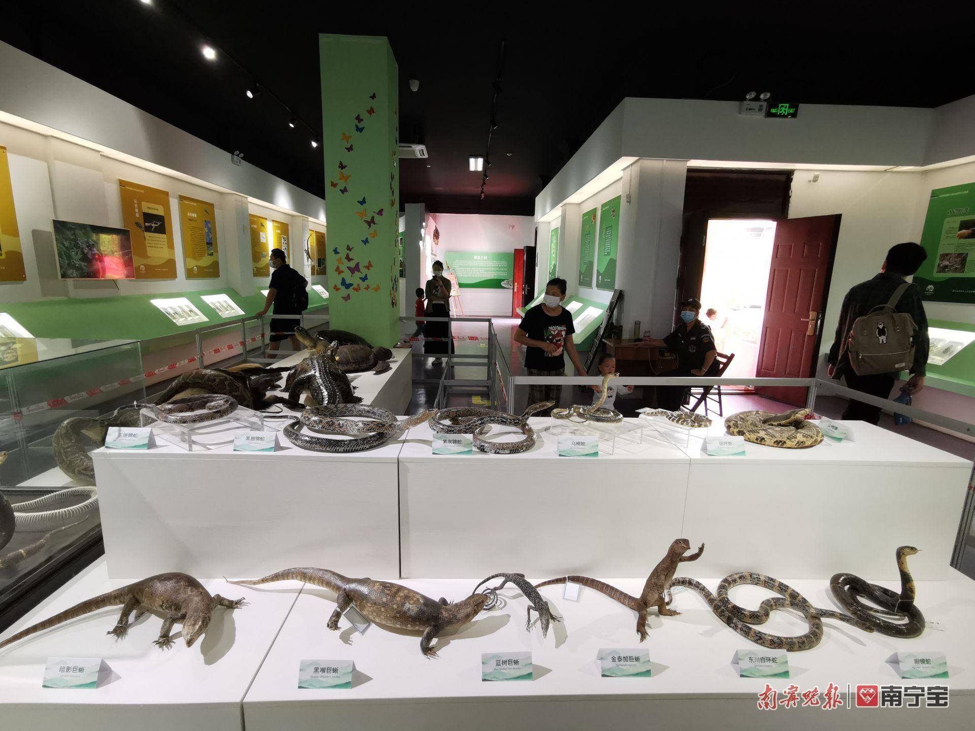 百余件两栖爬行动物标本带你探究神奇大自然→_中国_恐龙_内容