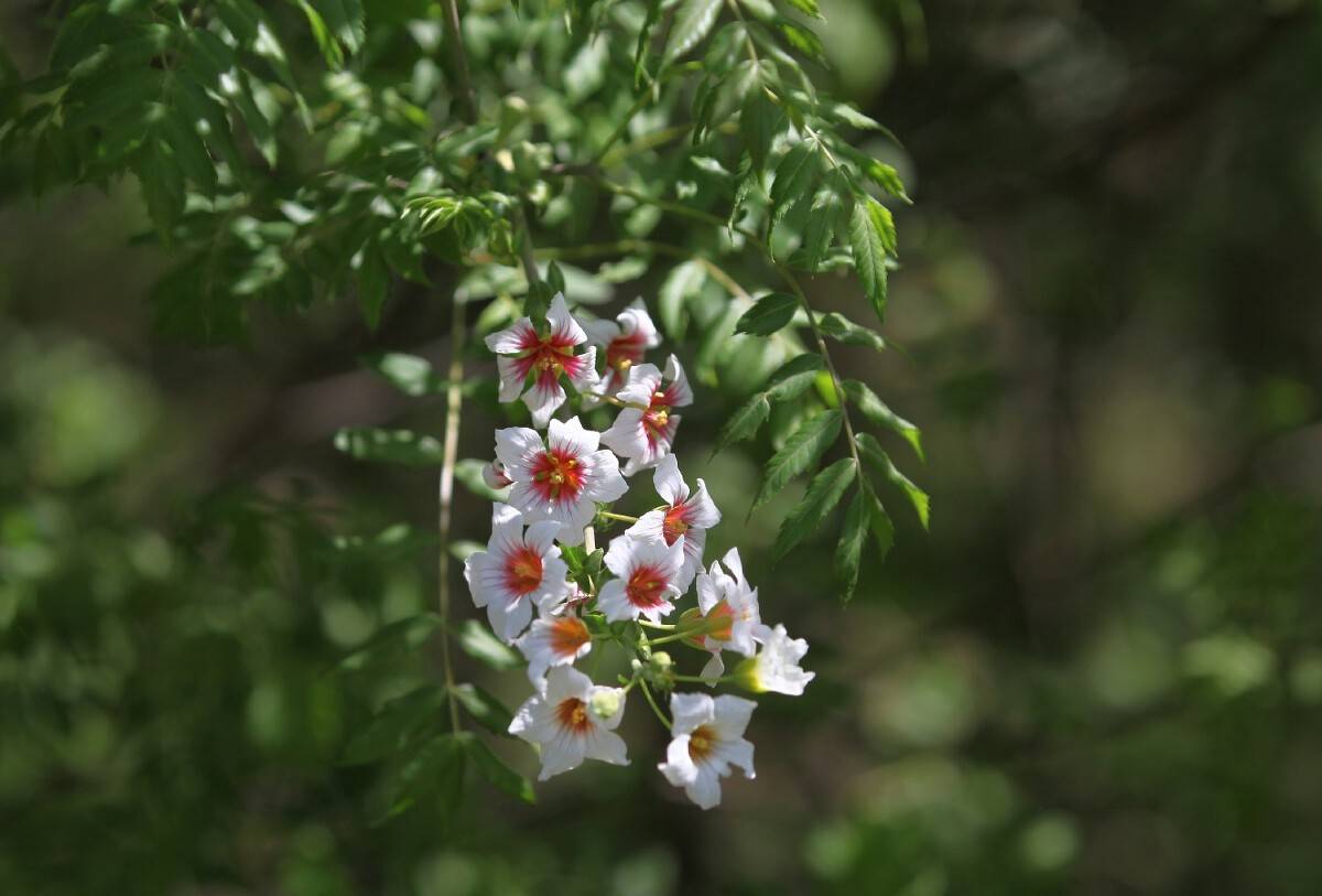 它最开始在黄土高原这种干旱地区生长,为了适应这种环境,文冠果的叶子