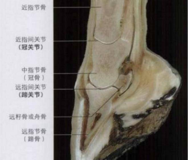 为什么家马要钉马蹄铁，野马却不用？对马来说马蹄铁是累赘吗？(图5)