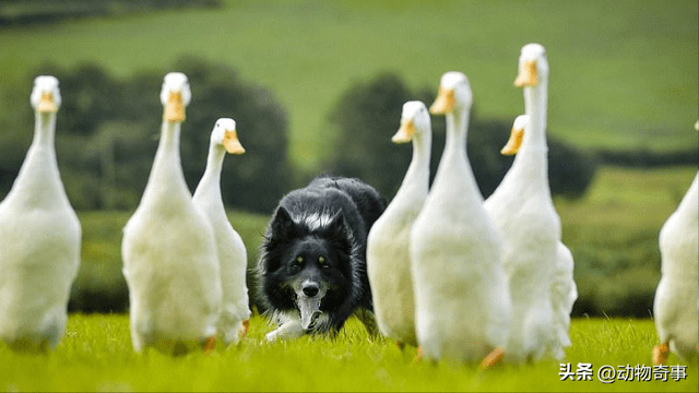 35年前一只狡猾的狼,偷吃了我200只鸭子,我带着七个猎人上山了_钢珠