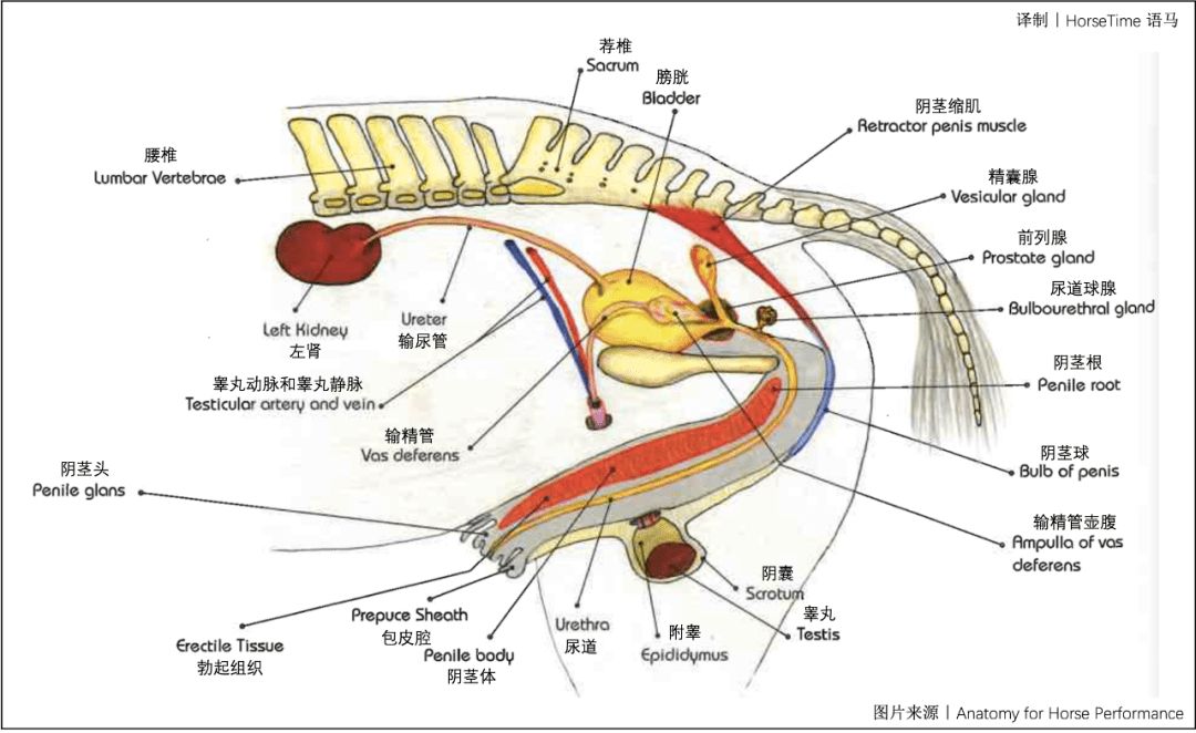 公马的生殖系统由睾丸