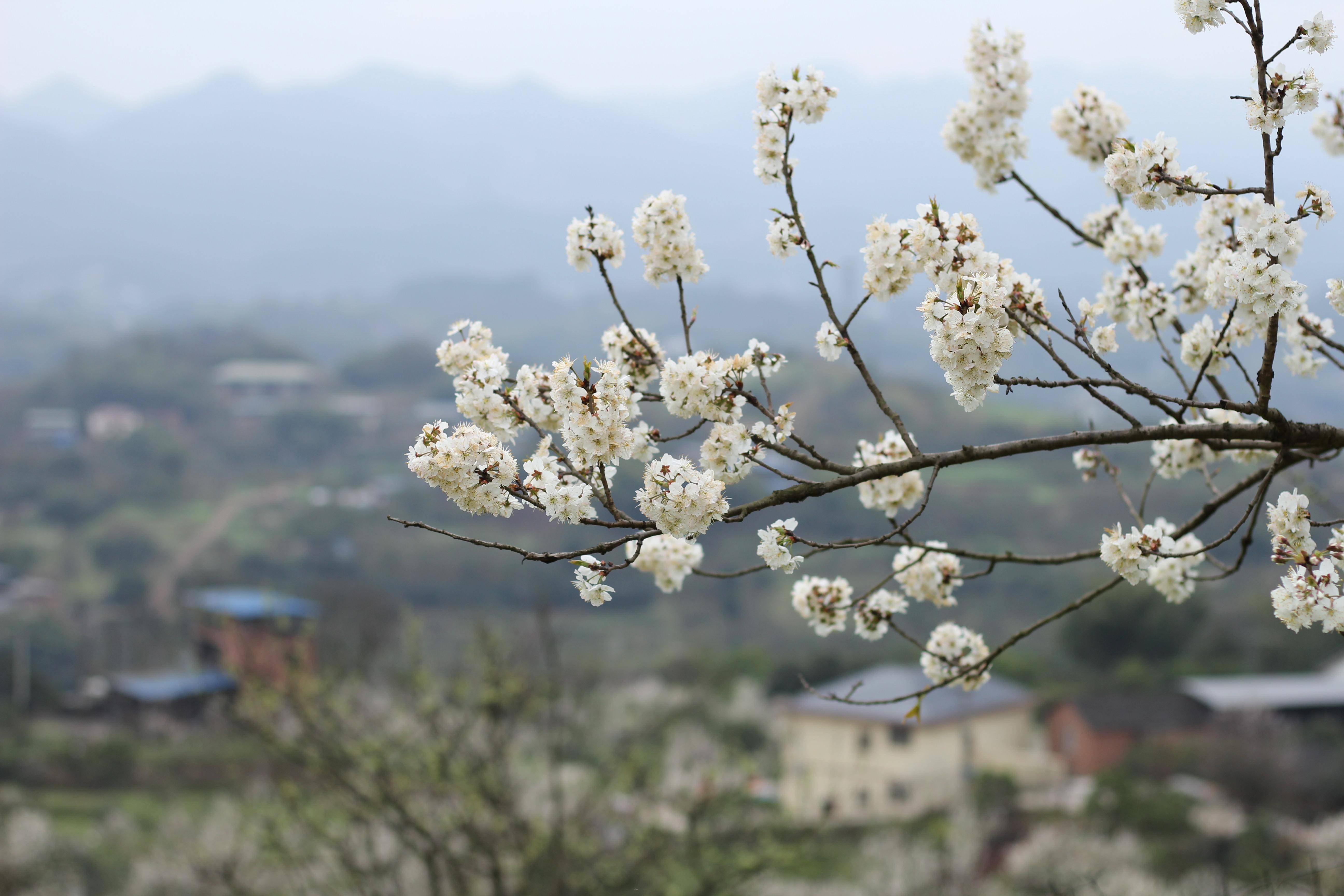 巴南乌皮樱桃基地樱花图片