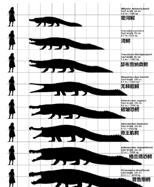 此前,科學家就在尼日爾的沙漠當中,發現了一隻遠古帝鱷的化石,它的身