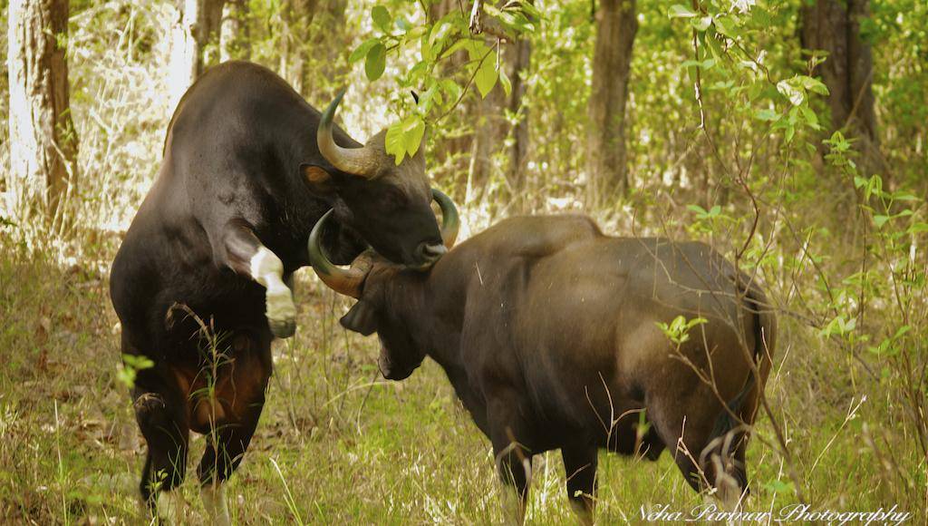 非洲水牛vs白肢野牛,当鬣狗高手遇到老虎克星,谁会笑到最后呢?