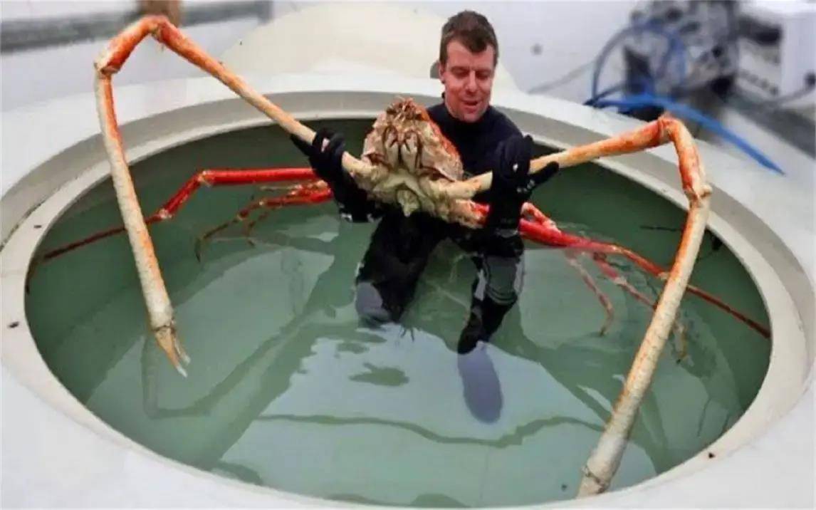 世界上体型最大的10种螃蟹,普通人一辈子都没见过,你见过吗?