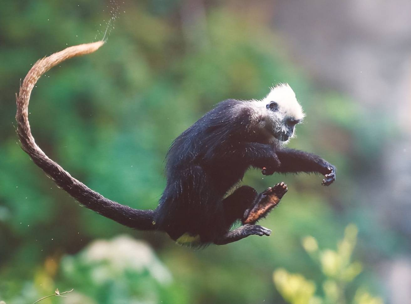 身家高达15万,广西悬崖上的稀有猴类正在灭绝_叶猴_白头_保护