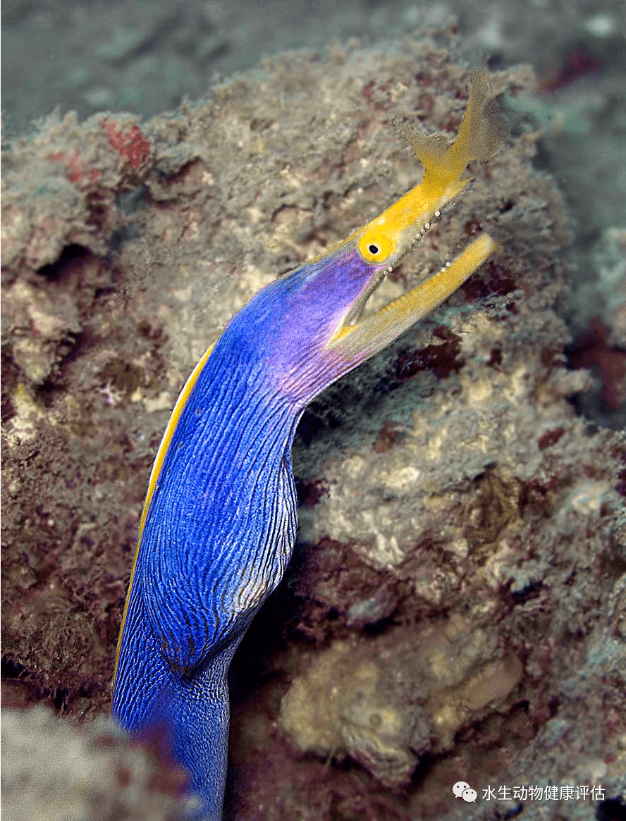 五彩鳗:海中飞舞的"彩带"_体长_黑色_雌雄
