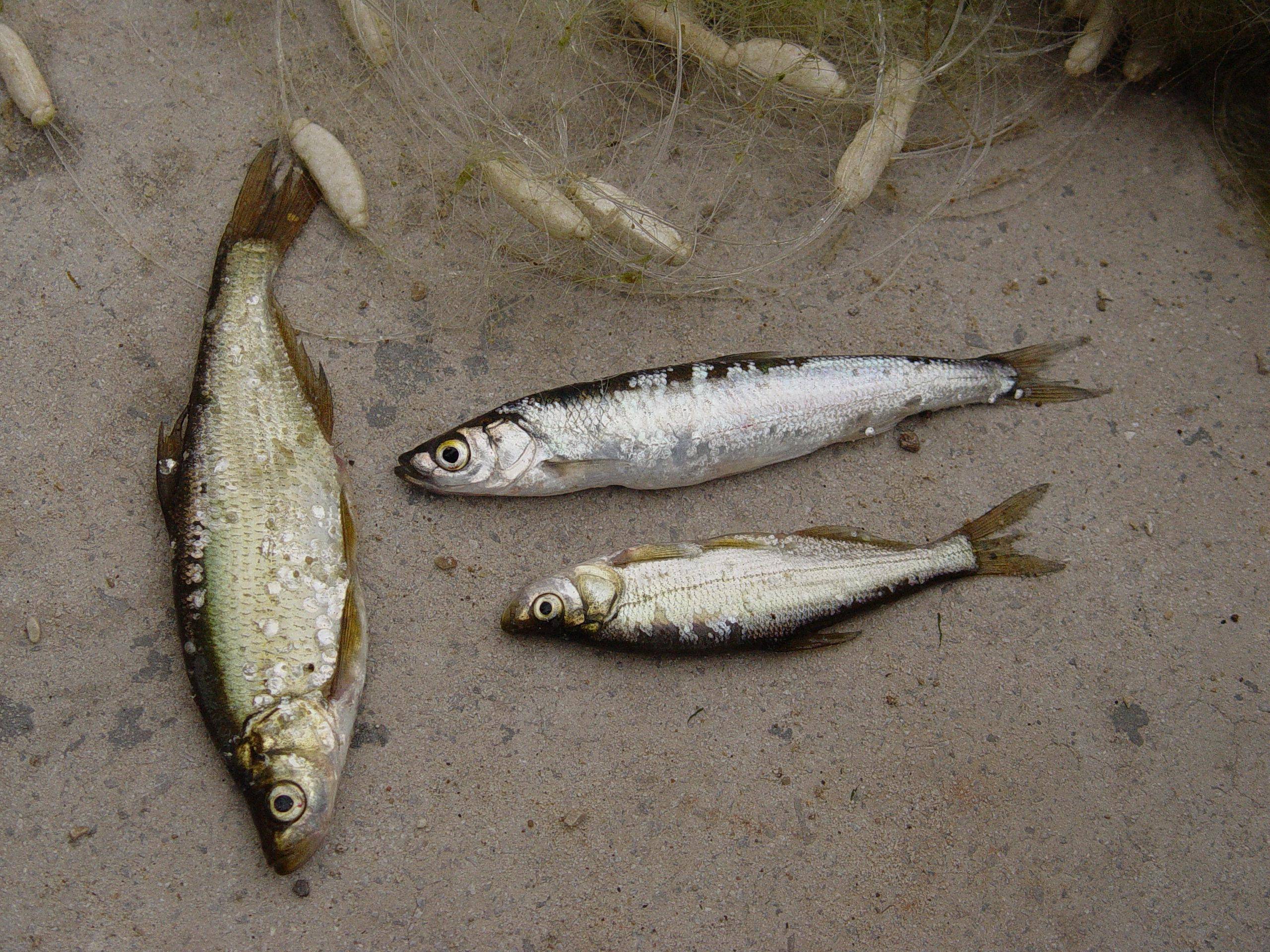 "抗浪鱼"是我童年吃过的海味,"介"是我童年吃过的山珍_土介_时候_姐姐