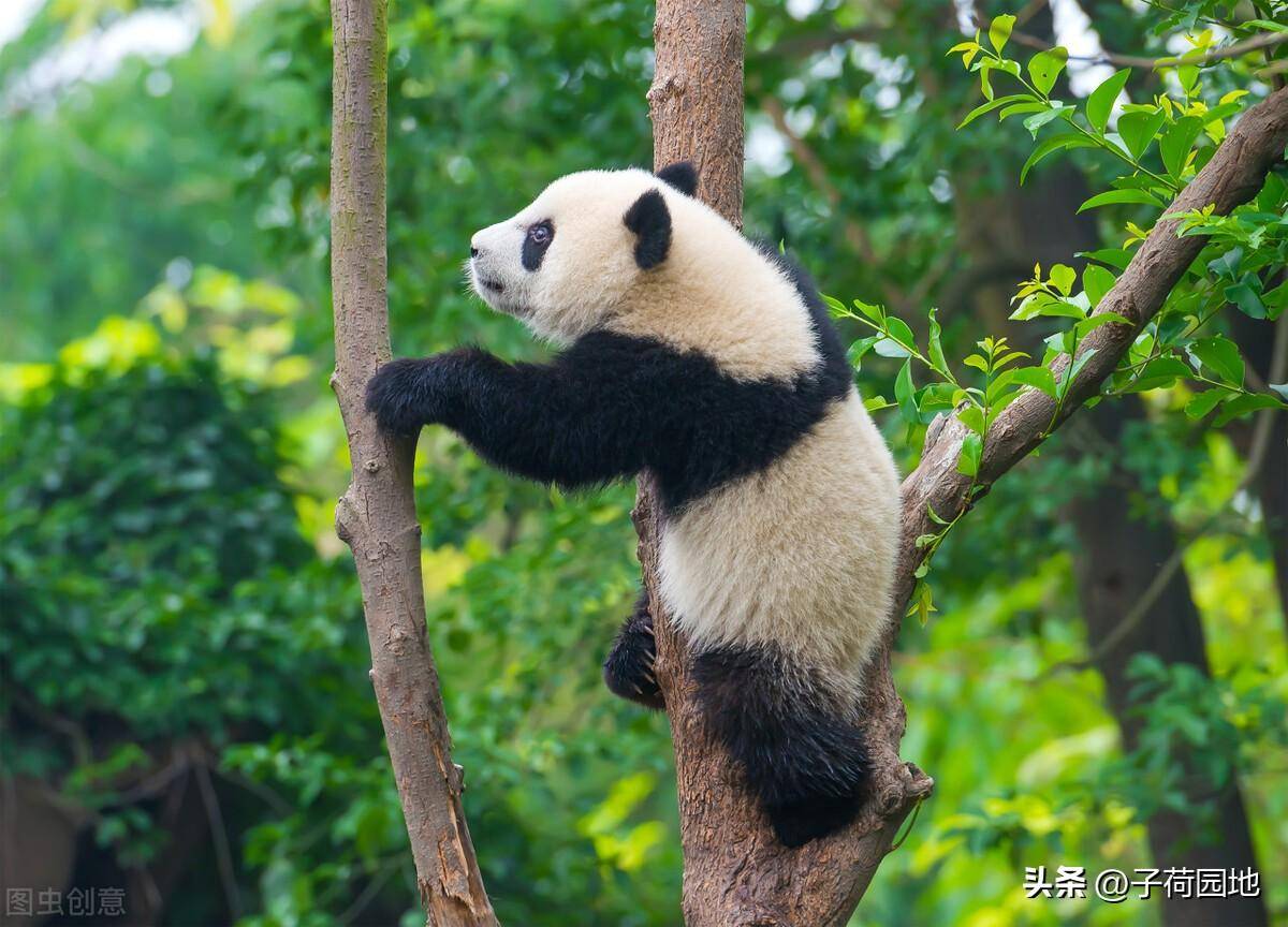 三年级作文修改:我最喜欢的动物-大熊猫_双手_习性_外形