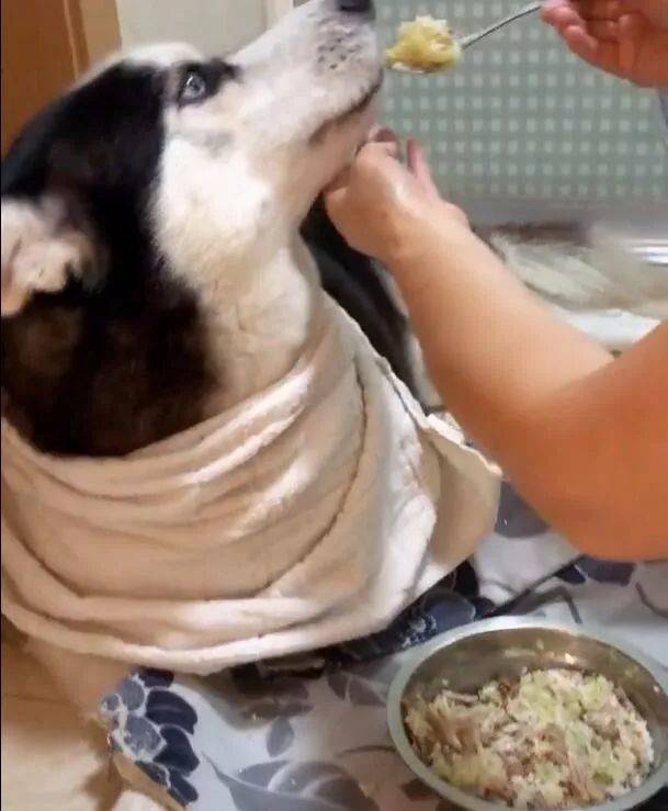 它们的生活可以说比一些宠物狗更好,不想吃饭的时候,奶奶还用勺子去喂