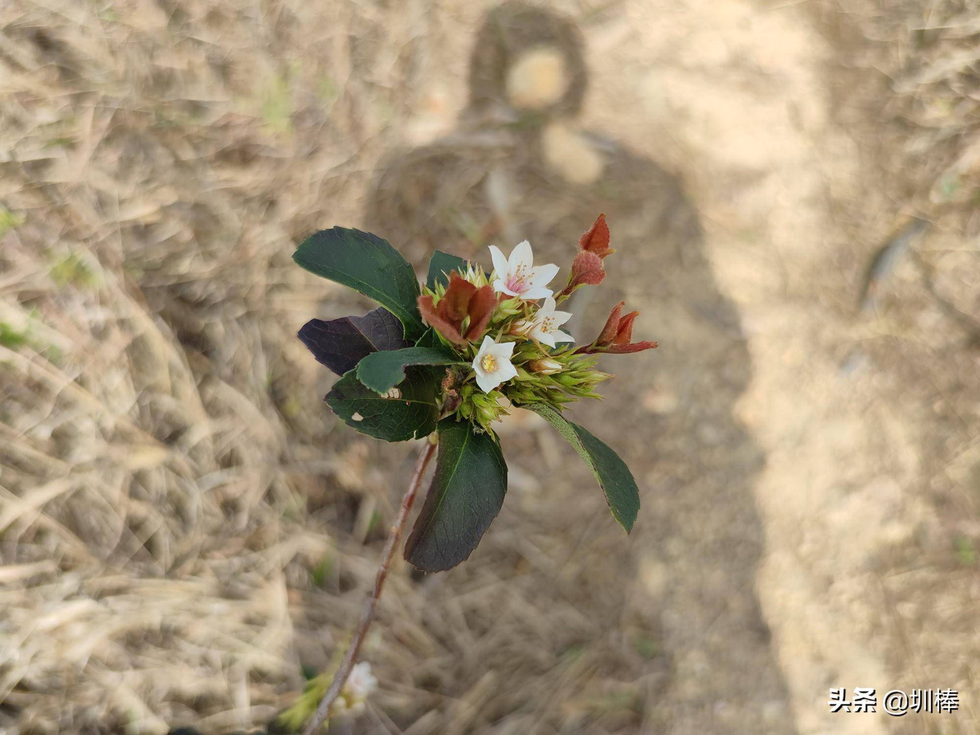爬深圳鹅公髻,在山中发现蜥蜴,跑得太快了_水库_方向_上山