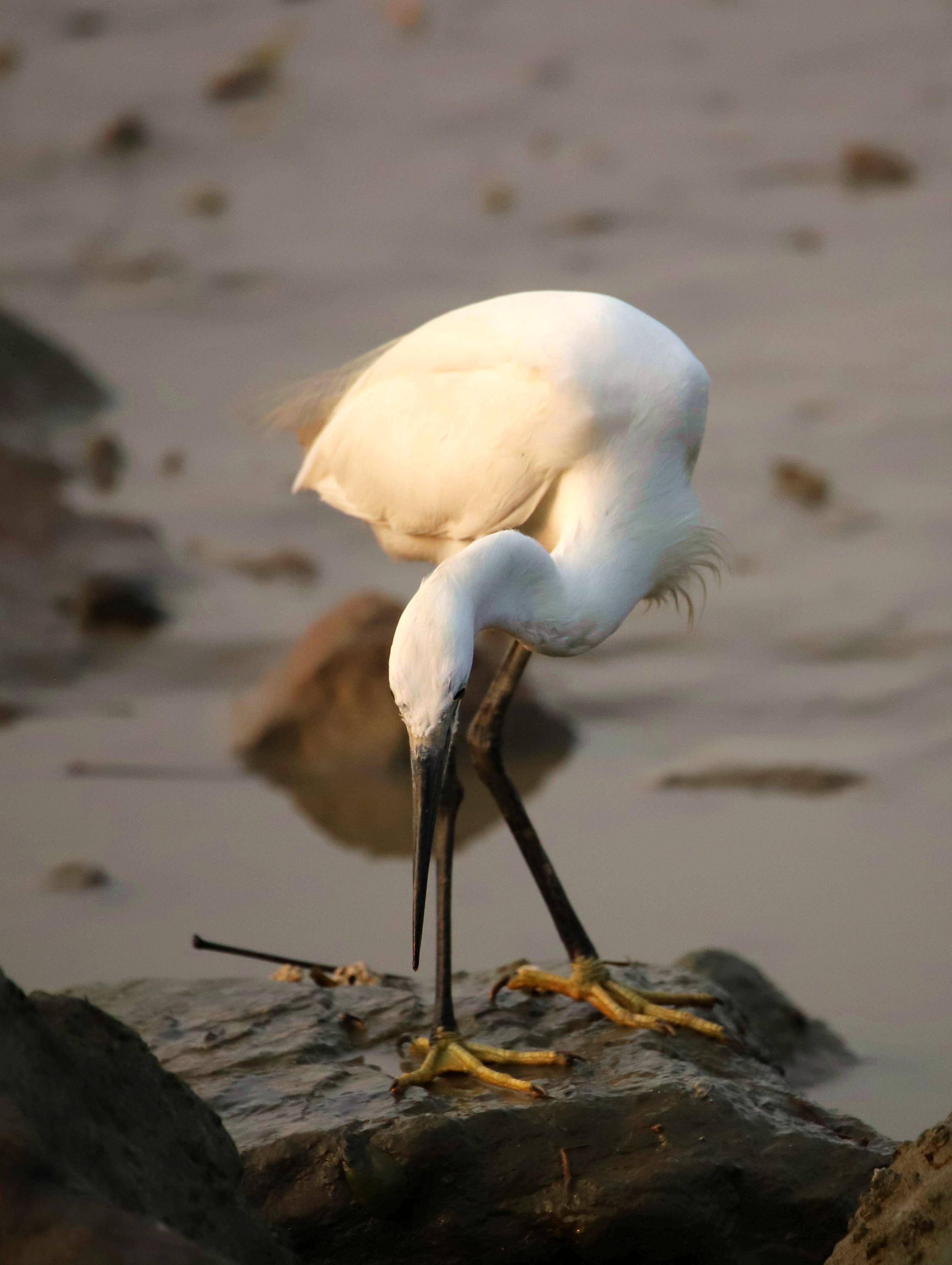 一组摄影图片:深圳湾白鹭与池鹭_鸟儿_公园_湿地