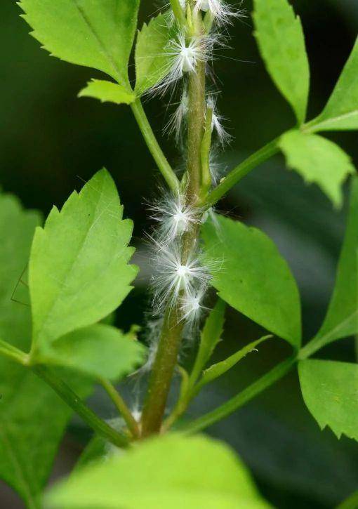 生命的奇迹-广翅蜡蝉的悲剧虫生_疏广_昆虫_危害