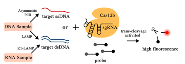 crispr/cas系统基因编辑用核酸内切酶cas9,cas12a,cas12b,cas13a,cas
