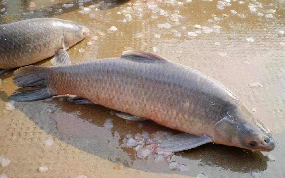 写在后面不管是从哪个方面,邓刚这次野钓大青鱼,没有作假的可能,也没