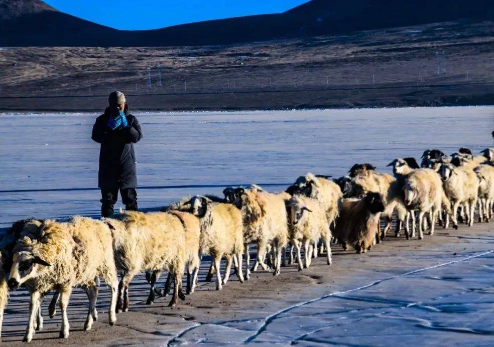 快来看看西藏美上热搜的普莫雍措蓝冰赶羊现场!_羊群_贝尔_转场