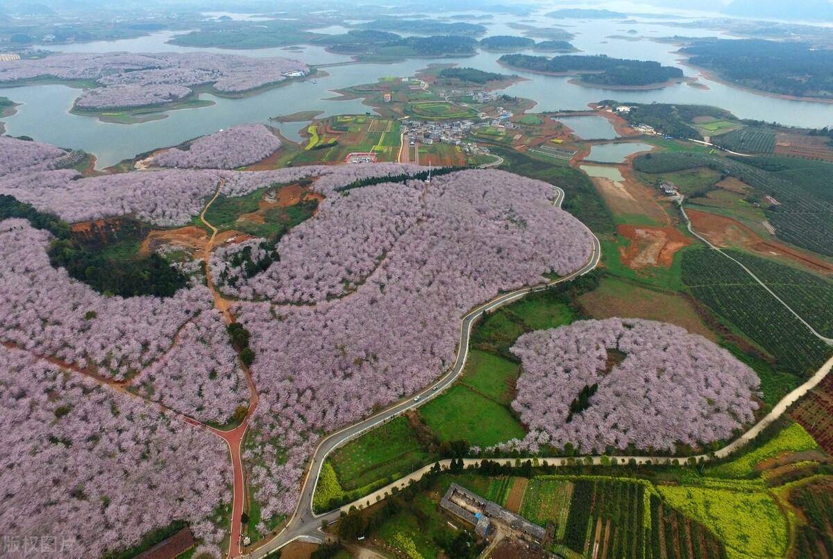 中国樱花圣地图片