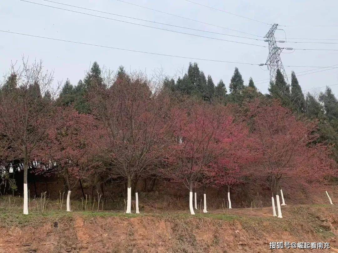 南充澜岭江花门票图片