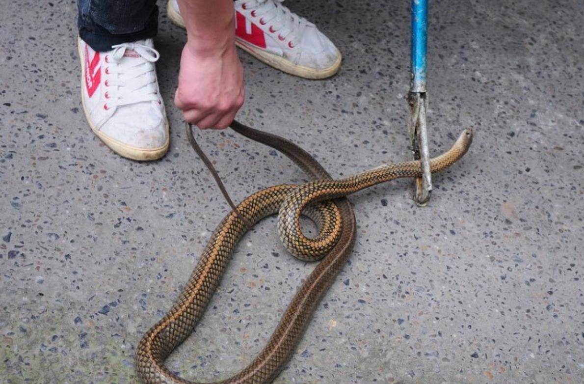 1986年他打死73条毒蛇,5年后被同种毒蛇复仇咬死,死后坟地都是蛇_程地