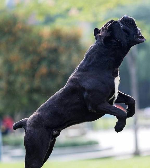 为何"卡斯罗"惨遭嫌弃,这6个缺点让人"望而生畏"_训练_狗狗_运动