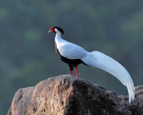 "白凤凰"现身漳州_白鹇_李白_白色