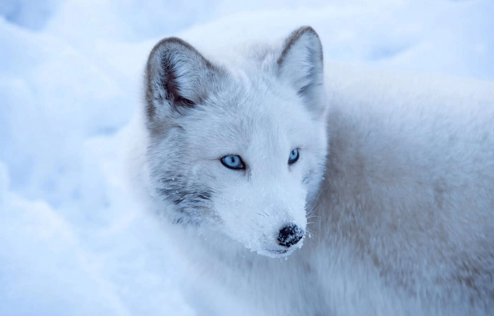 受伤白狐,一年后外出遇险,危难时刻白狐拦路报恩_老汉_小狐狸_一家人