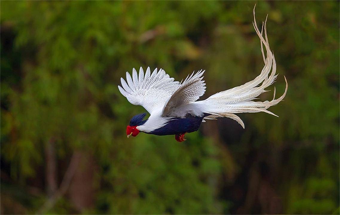 經過專家確認,這隻鳥為白鷳,別名確實就叫