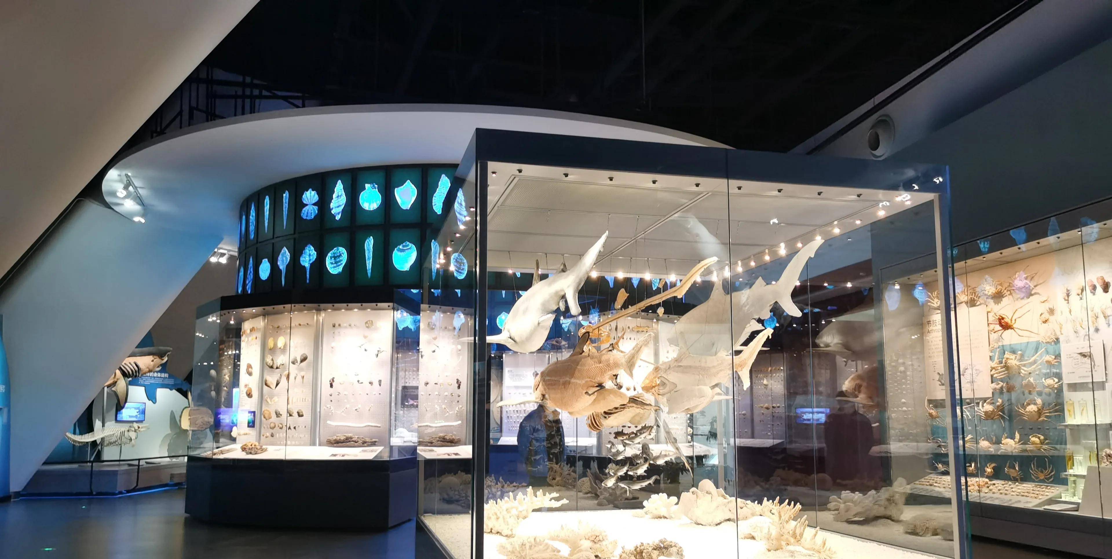"海洋上的故宫"国家海洋博物馆免费参观,全程需6小时_展厅_化石_时代
