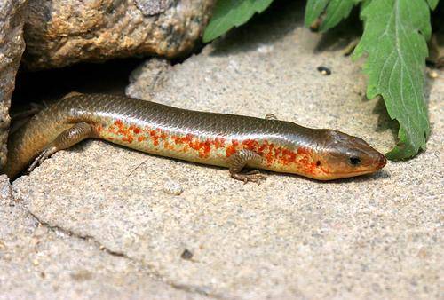 人们叫它"猪婆蛇",是许多南方人儿时的玩伴,它究竟是好是坏?