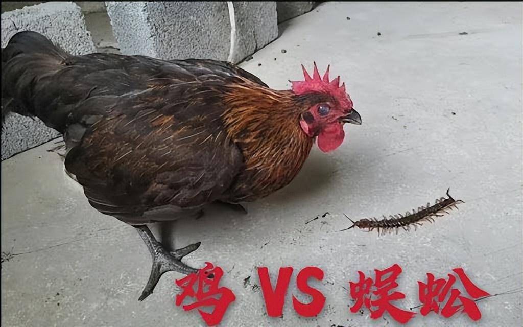 巨人蜈蚣vs鸡图片