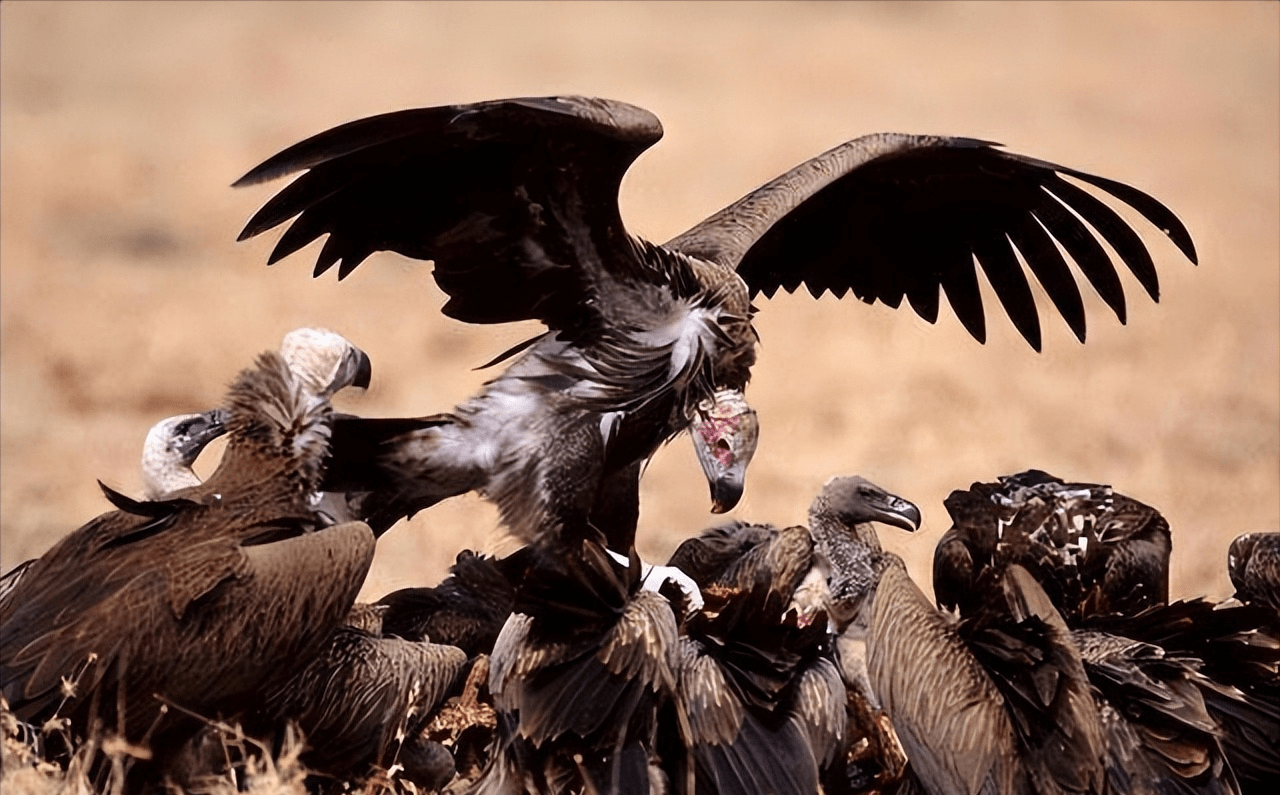 最终的归宿都是孤独的去世_老年_食物链_雄狮