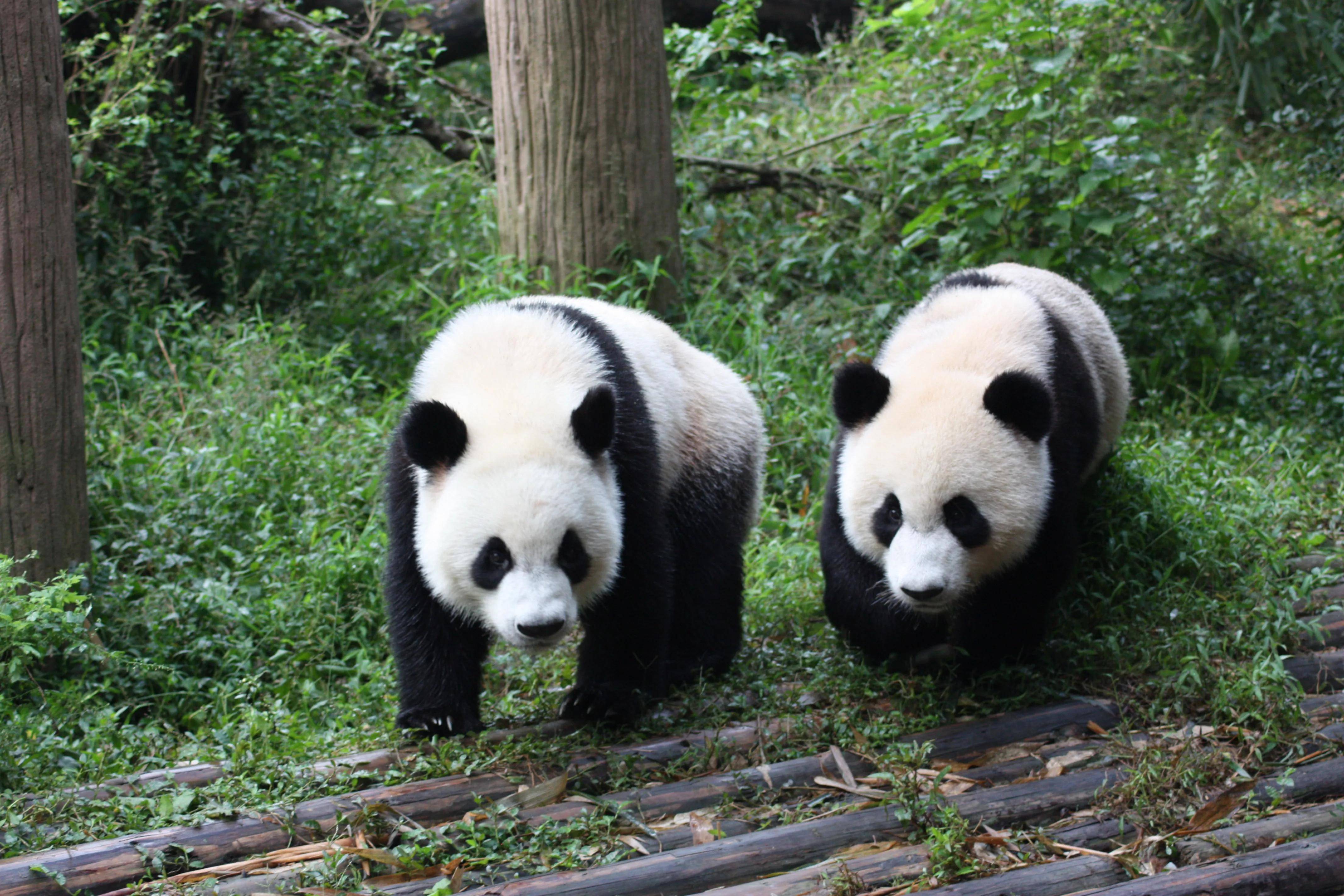 著名的十大国宝级动物 #珍稀动物_白头_中国_熊猫
