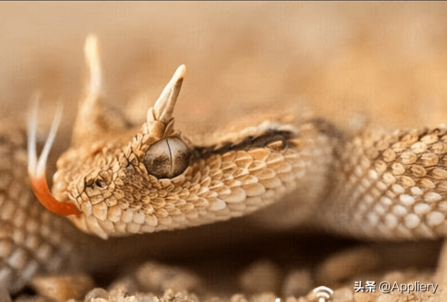 鼓腹蝰蛇长得很粗壮,平均长1米,喜欢栖息于草原,一般夜间