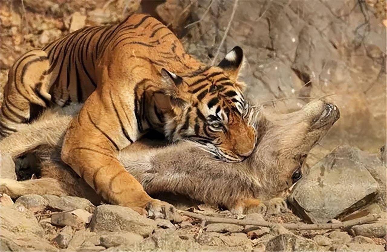 老虎的生态位比大熊猫要高,为何大熊猫的数量还比老虎少?