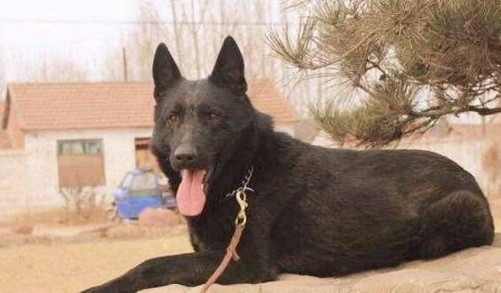 继母杀狗,继女以死相护,出嫁后黑狗一路追随,阴差阳错救了儿子_小黑