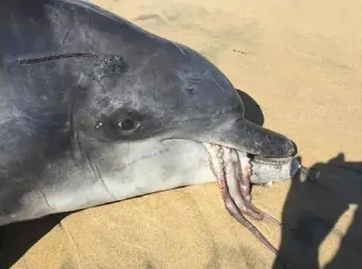 抹香鲸是海洋中比肩虎鲸的大型齿鲸,为啥总追着大王乌贼不放?